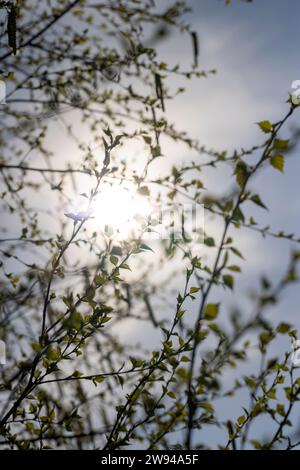 young birch with new green leaves in the spring season, beautiful birch during spring warming Stock Photo