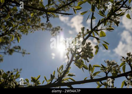 blooming berry cherry in the spring season, a large number of white flowers on the cherry tree during flowering in the orchard Stock Photo