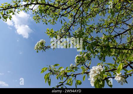blooming berry cherry in the spring season, a large number of white flowers on the cherry tree during flowering in the orchard Stock Photo