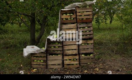 Green apples packed in wooden boxes Stock Photo