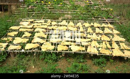 Preserving colossal bamboo shoots under the gentle embrace of natural light Stock Photo
