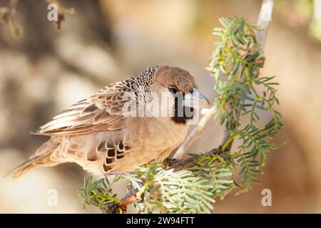 Sociable Weaver perched on a tree branch in the Namib Desert, Namibia (December 2024) Stock Photo