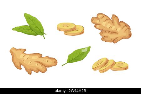 Whole ginger roots, sliced ginger, and leaves set in cartoon style. Fresh raw vegetable set isolated on a white background. illustration. Stock Vector