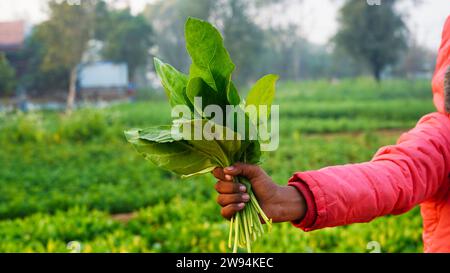 Bundle of fresh spinach isolated on green field background. Girl hand holding organic spinach at countryside India. Stock Photo