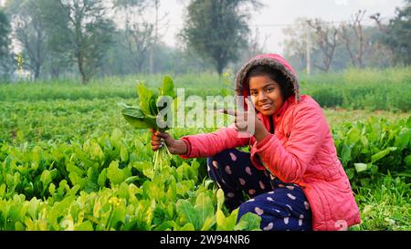 Farmer girl harvesting Green spinach. Organic palak benefits, Prevents Cancer, Reduces Blood Sugar, Aids in Weight Loss. Stock Photo