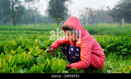 Little girl harvesting organic green spinach at countryside farmland. Agricultural checking weed and insects in row of salad green leaf in organic veg Stock Photo