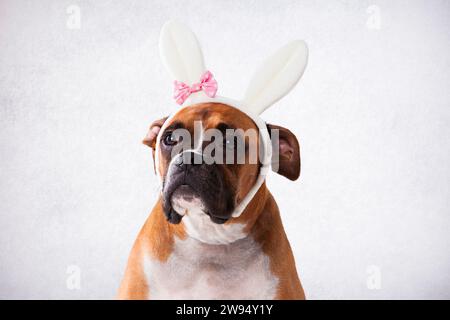 Boxer with bunny ears Stock Photo