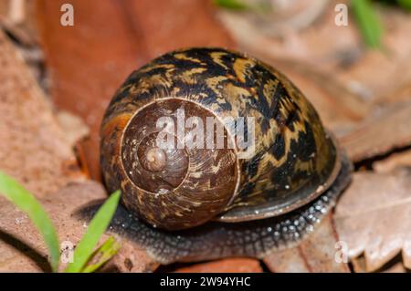 garden snail, Helix aspersa, Cape Conran, Australia Stock Photo
