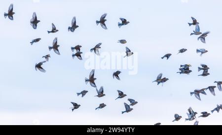 A mesmerizing flock of goldfinches in flight against the backdrop of