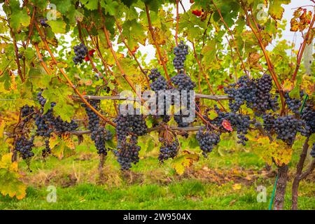 Grapes grow in a vineyard, located in the Finger Lakes Region of New York State, for the purpose of producing red wine or ice wine. Stock Photo