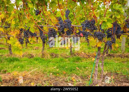 Grapes grow in a vineyard, located in the Finger Lakes Region of New York State, for the purpose of producing red wine or ice wine. Stock Photo