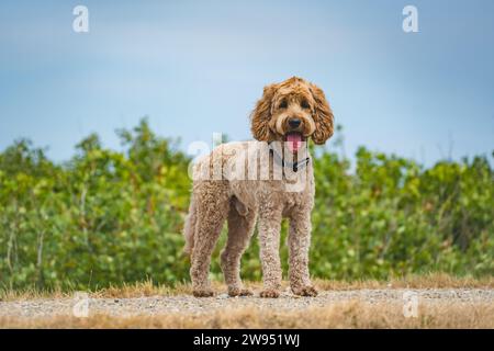 happy dog in the country field Stock Photo