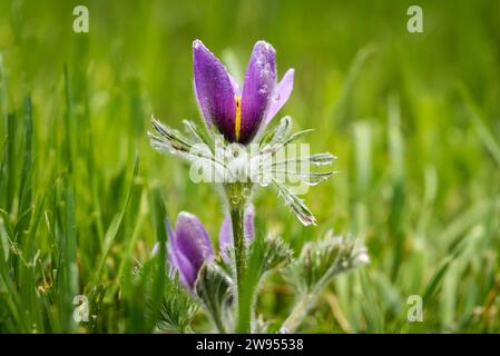 Blossoming amid lush greenery, a vibrant purple Dream grass or Pulsatílla patens or Anemone patens stands as the first bloom, nature's early beauty. Stock Photo