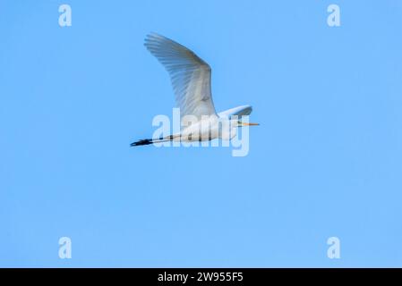 Close-up of a Great White Egret flying against a backdrop of blue sky. Stock Photo