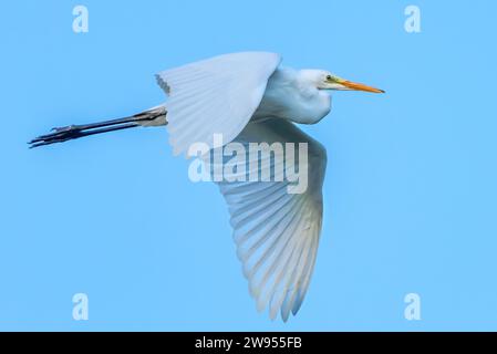 Close-up of a Great White Egret flying against a backdrop of blue sky. Stock Photo