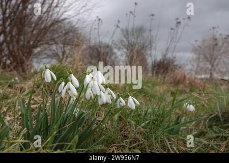 Natural wide-angle closeup on the white springtime early flowering snowdrops, Galanthus nivalis, in a meadow against a dark sky Stock Photo