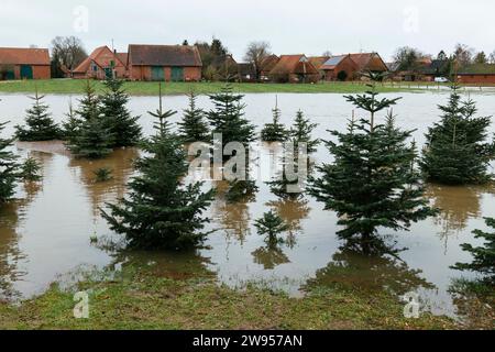 Flooded Christmas trees on December 24 2023 in Petershagen-Bierde (Germany) Stock Photo