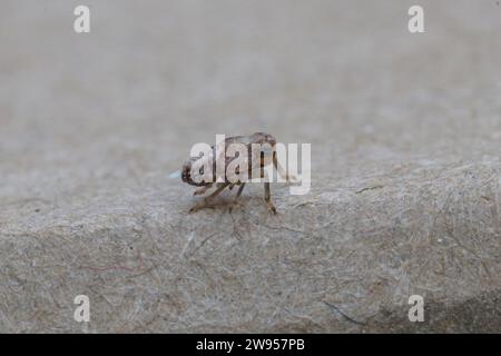 Natural closeup on a nymph , instar of a tiny Leafhopper, Issus coleoptratus, walking on a piece of cardboard Stock Photo