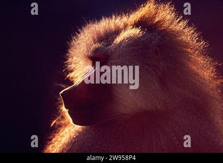 Hamadryas baboon head backlit by the sun Saudi Arabia Stock Photo