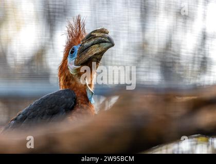 Majestic Black Casqued Hornbill, Ceratogymna atrata, adorns African canopies with its impressive casque. A symbol of strength and wilderness, this hor Stock Photo