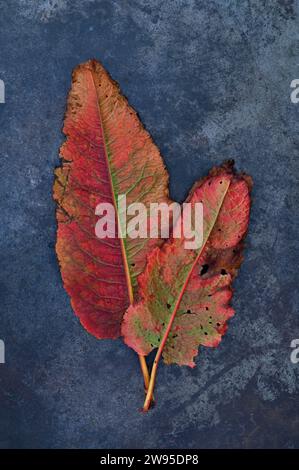 Two scarlet red and green leaves of Broad leaved dock or Rumex obtusifolius lying on tarnished metal Stock Photo