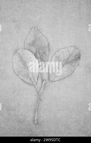 Soft and pencil like black and white image of twig and three leaves of Blackthorn or Prunus spinosa lying on board Stock Photo