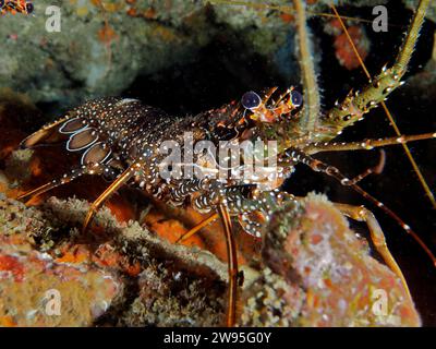 Guinea chick crayfish (Panulirus guttatus), dive site Coral Garden, Puerto Viejo de Talamanca, Limon, Costa Rica, Caribbean, Atlantic, Central America Stock Photo