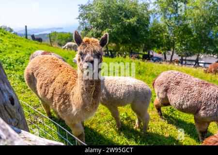 Portraits on a farm of Alpacas, raised in the wild for wool that is similar to sheep Stock Photo