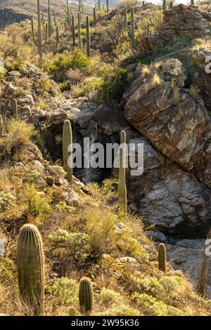 Small Waterfall Splits Between Two Saguaro Cactus in Sonoran Desert Stock Photo