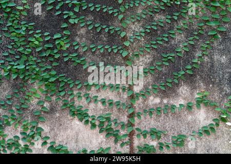 Green climber or creeper is climbing on old dirty concrete wall used for natural background or texture. Stock Photo