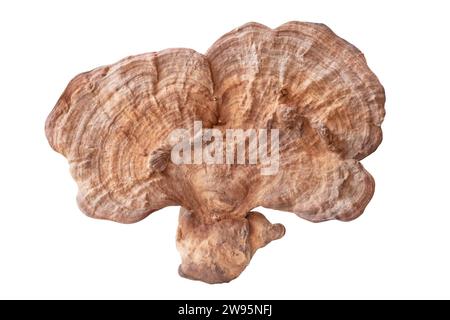 Big useful dry reishi mushroom is isolated on white background with clipping path. Chinese medicine mushroom Stock Photo