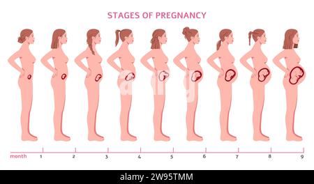 Pregnancy stages. Fetus develops, nine months, child formation, woman silhouette profile view, abdomen changing size, gynecology infographic, cartoon Stock Vector