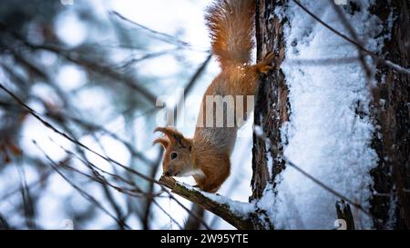 Red squirrel in winter forest on snow-covered stump Stock Photo