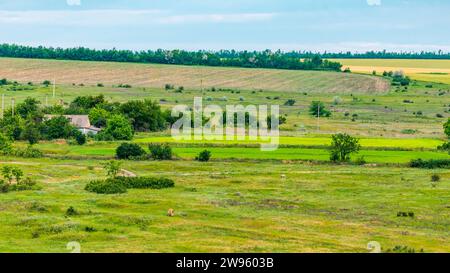 Verdant Ukrainian fields in spring with a rural house in the background. Stock Photo