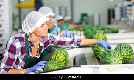 Female worker sorting watermelons in fruit factory workshop Stock Photo