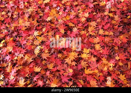 The leaf litter of red, yellow and orange leaves of the Acer palmatum, or Japanese maple tree. Stock Photo