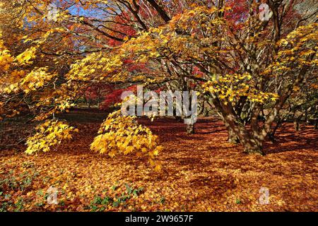 The yellow leaves of the Acer palmatum, or Japanese maple tree during its autumn display. Stock Photo
