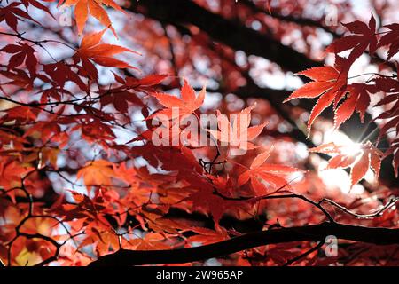 The red leaves of the Acer palmatum, or Japanese maple tree during its autumn display. Stock Photo