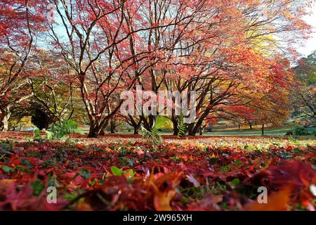 Red and yellow leaves fallen on the ground from Acer palmatum, or Japanese maple tree during its autumn display. Stock Photo