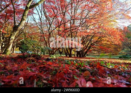 Red and yellow leaves fallen on the ground from Acer palmatum, or Japanese maple tree during its autumn display. Stock Photo