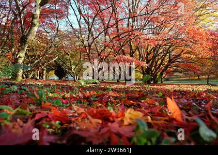 Red and yellow leaves fallen on the ground from Acer palmatum, or Japanese maple tree during its autumn display. Stock Photo