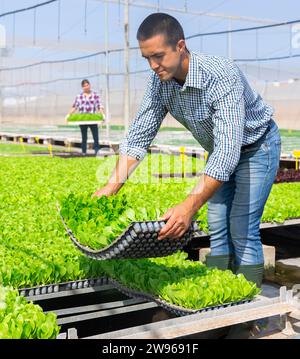 Man farmer holding trays for seedling in glasshouse. Woman carrying box with sprouts in background Stock Photo