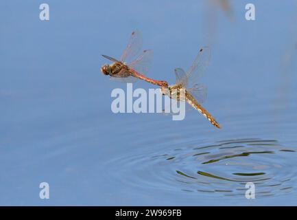 A couple of Variegated meadowhawk dragonflies (Sympetrum corruptum) flying in tandem over a lake and laying eggs in water, Galveston, Texas, USA. Stock Photo