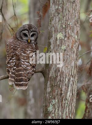 Barred owl perched on a bald cypress branch looking down at the camera. Photographed with a shallow depth of field at Lake Martin, Louisiana. Stock Photo