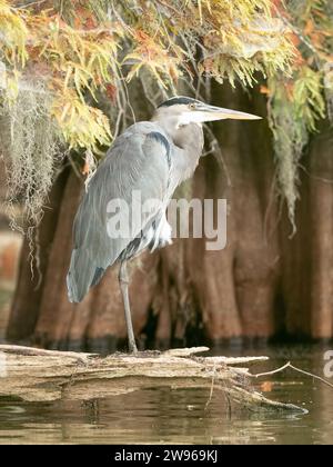 Close up of a Great Blue Heron standing on a weathered log or driftwood with a bald cypress tree in the background. Photographed in early autumn in Lo Stock Photo