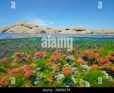 Seaweed colors underwater in the sea and rocks on the shore with blue sky, Atlantic ocean, split view over under water surface, natural scene, Spain Stock Photo