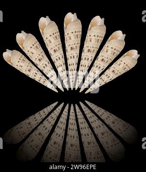 pointed sea shell on black background Stock Photo
