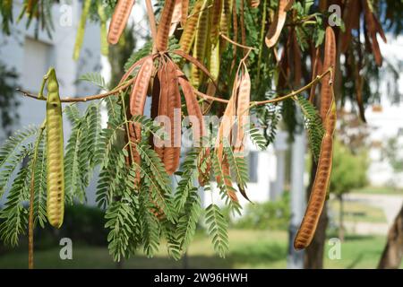 non edited raw photo of Horse or wild tamarind, Jumbie bean, Lead tree, Leucaena leucocephala tree seed with blurry backgrounds of buildings Stock Photo