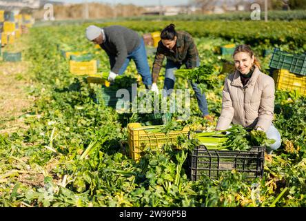 Three farmers working on vegetable plantation, putting freshly harvested celery in plastic boxes Stock Photo