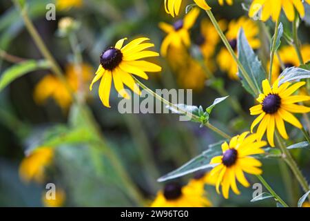 Colorful black eyed Susans grow wild on a Vermont Hillside Stock Photo